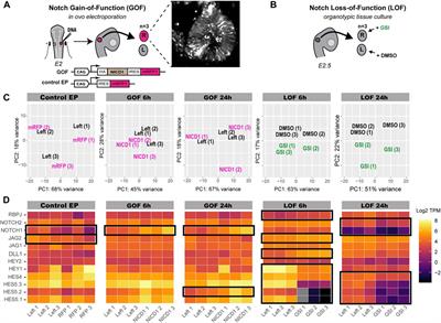 Regulation of otic neurosensory specification by Notch and Wnt signalling: insights from RNA-seq screenings in the embryonic chicken inner ear